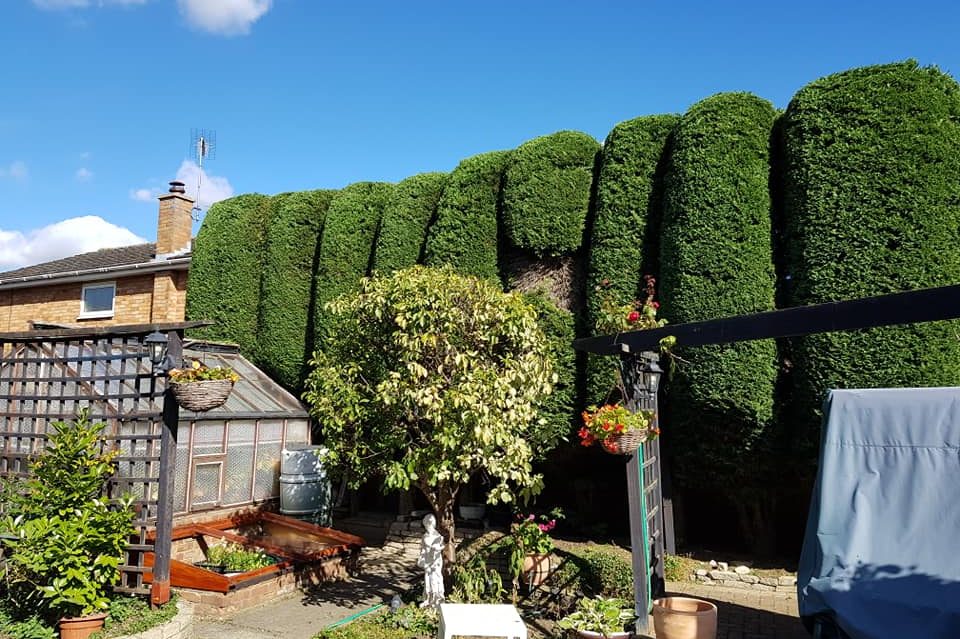 hedge cutting service
